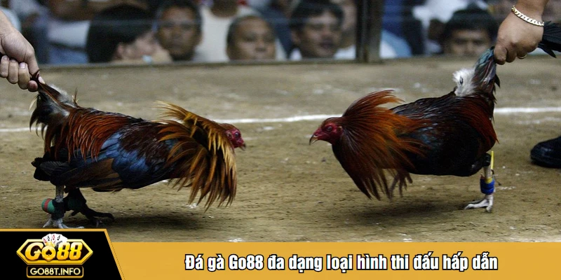 Đá gà Go88 đa dạng loại hình thi đấu hấp dẫn